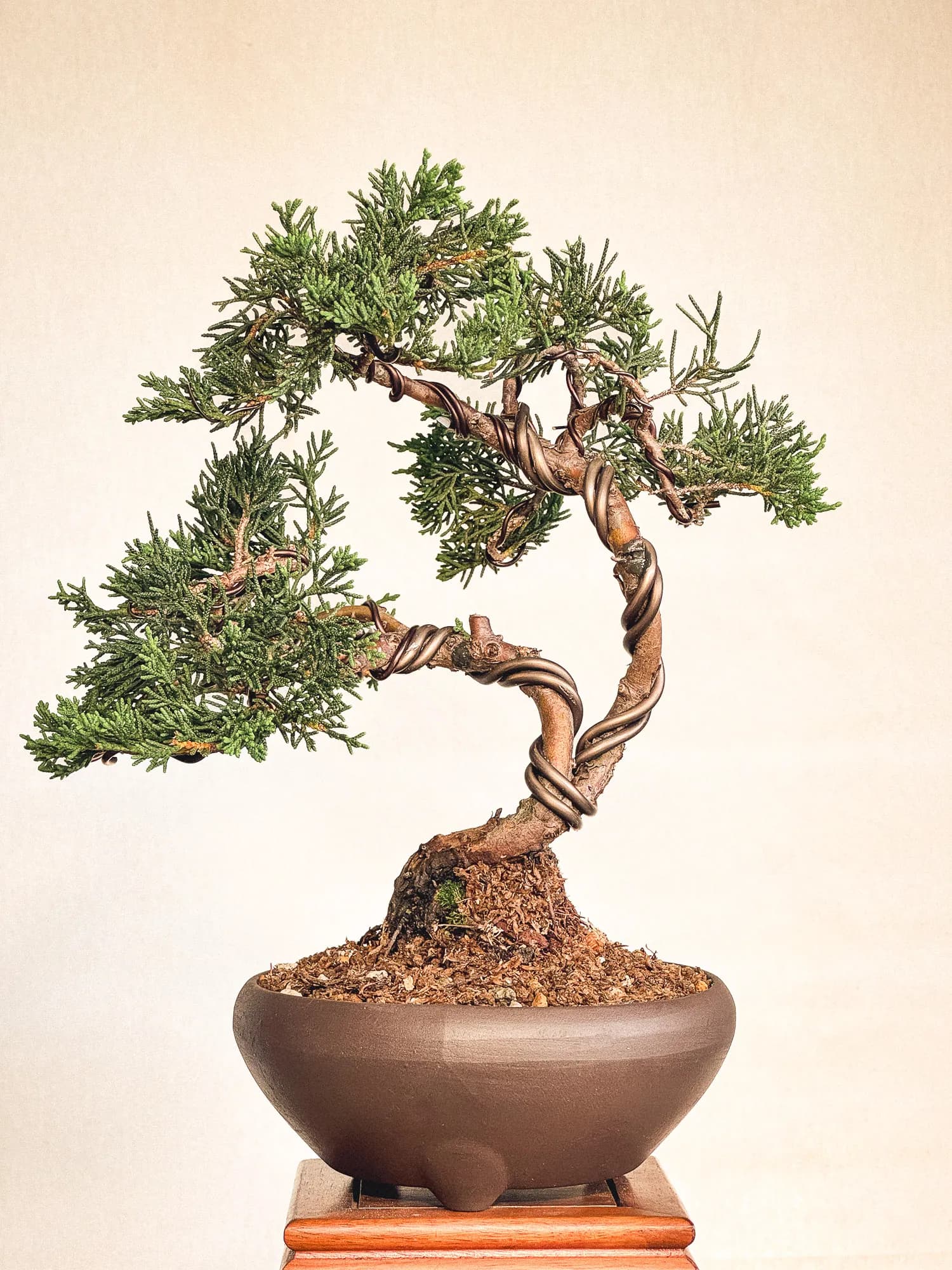 Mon premier bonsai n°2 - Vue 1