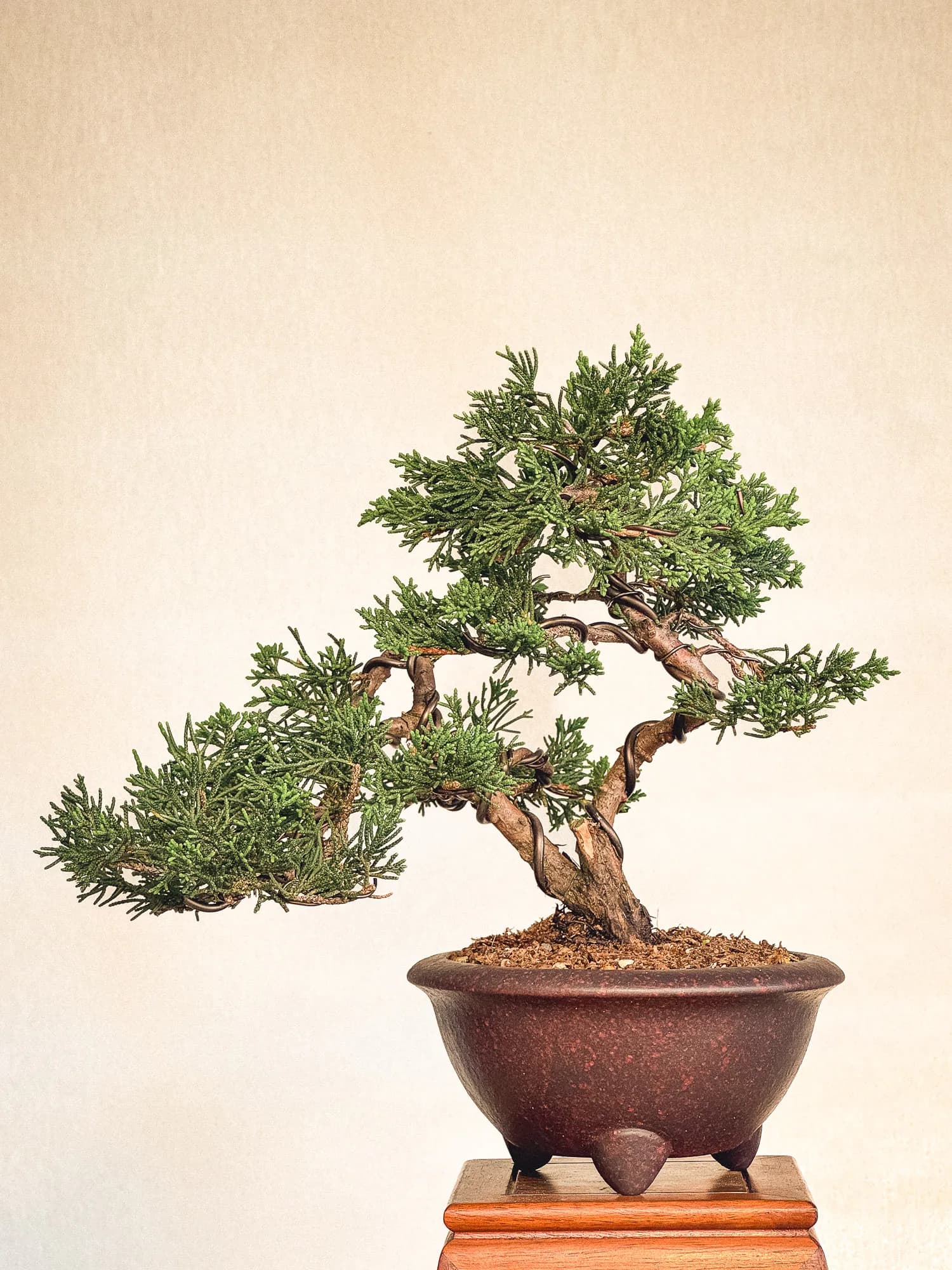 Mon premier bonsai n°3 - Vue 1