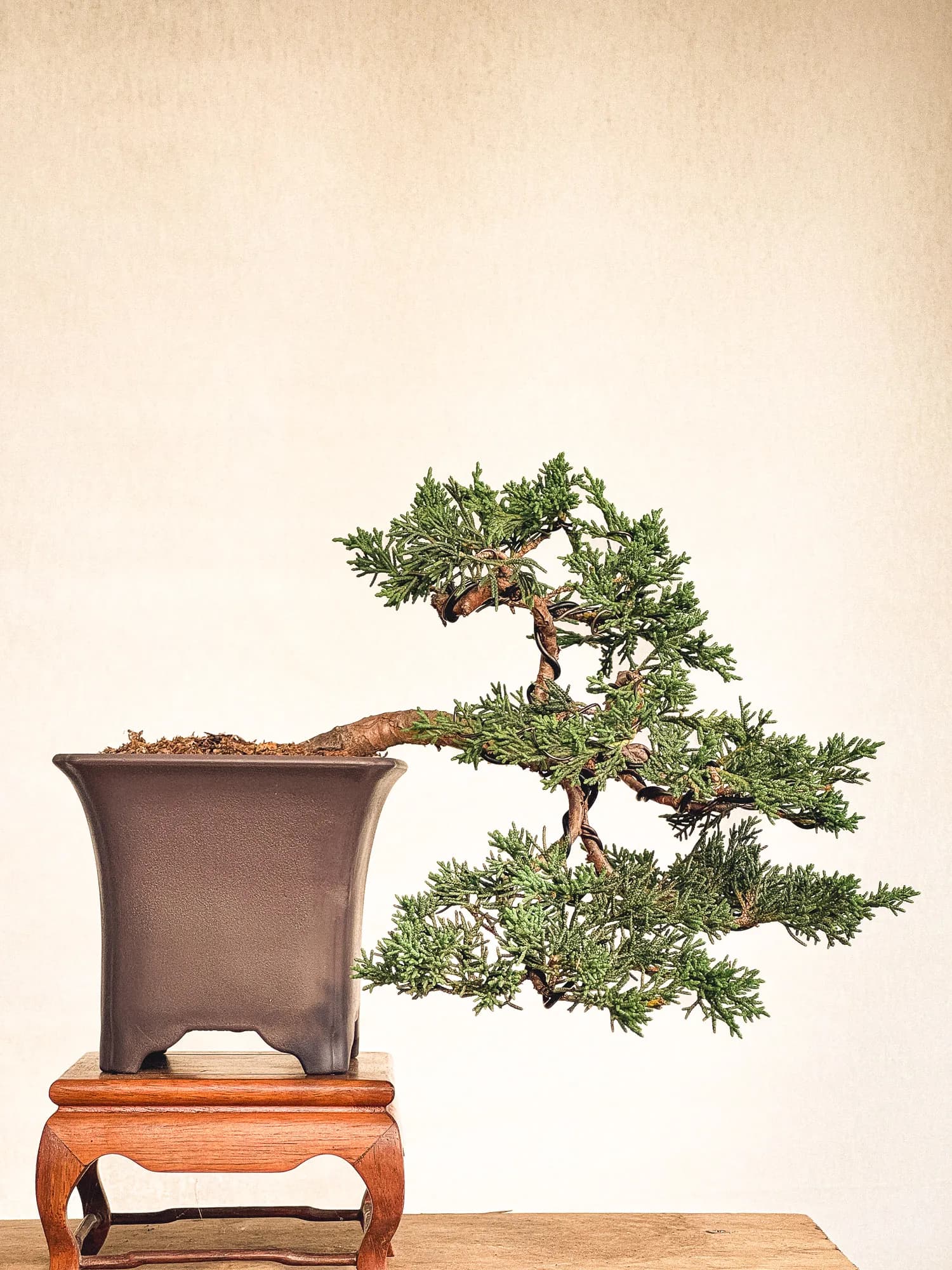 Mon premier bonsai n°6 - Vue 1