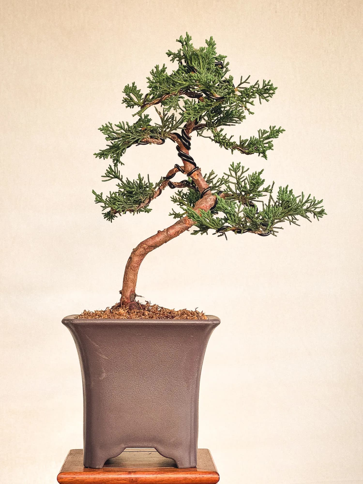 Mon premier bonsai n°9 - Vue 1