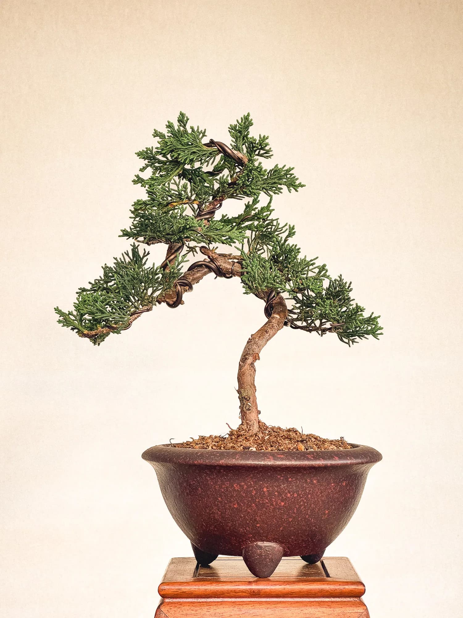 Mon premier bonsai n°12 - Vue 1