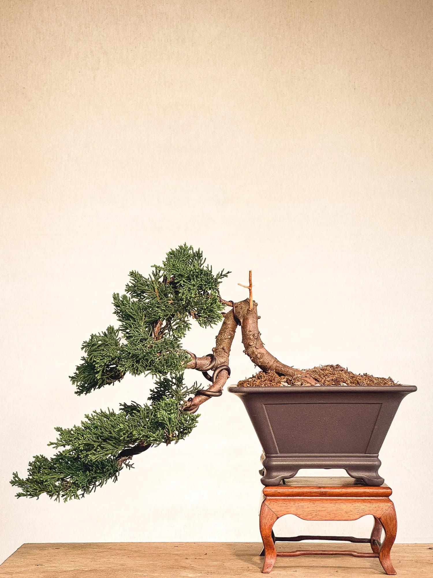 Mon premier bonsai n°16 - Vue 1