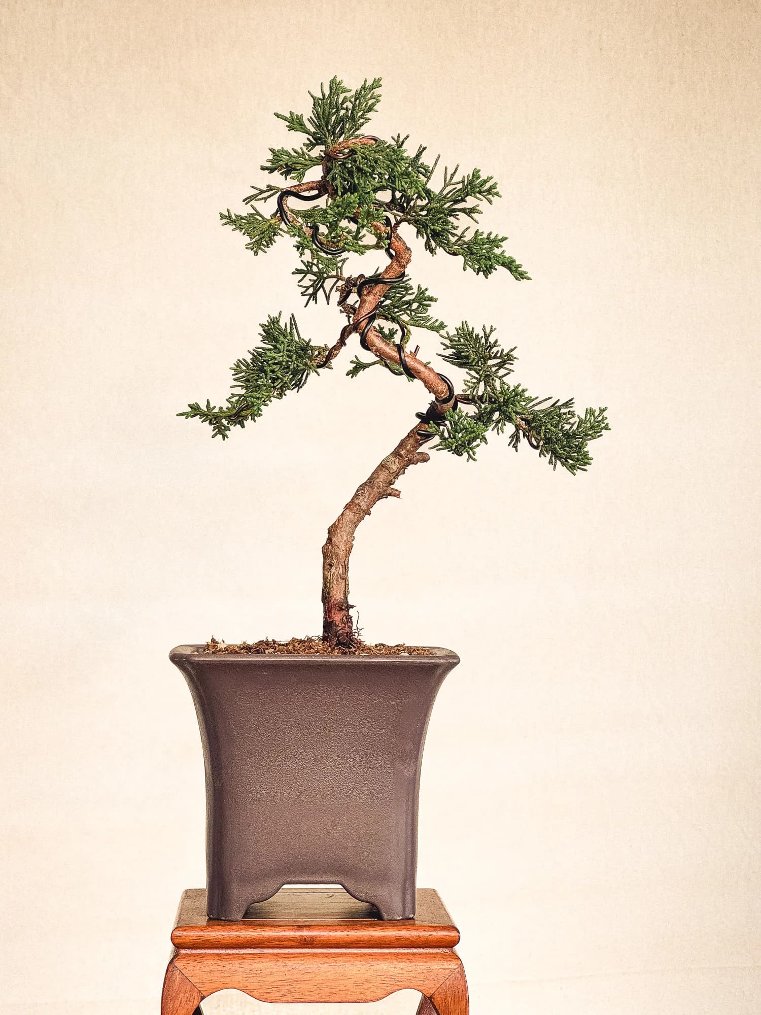 Mon premier bonsai n°8 - Vue 1