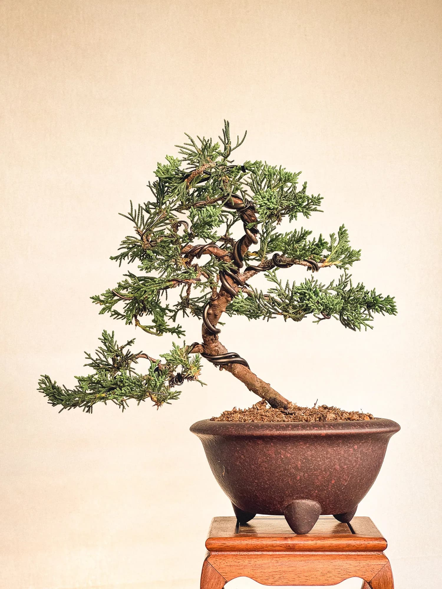 Mon premier bonsai n°11 - Vue 1