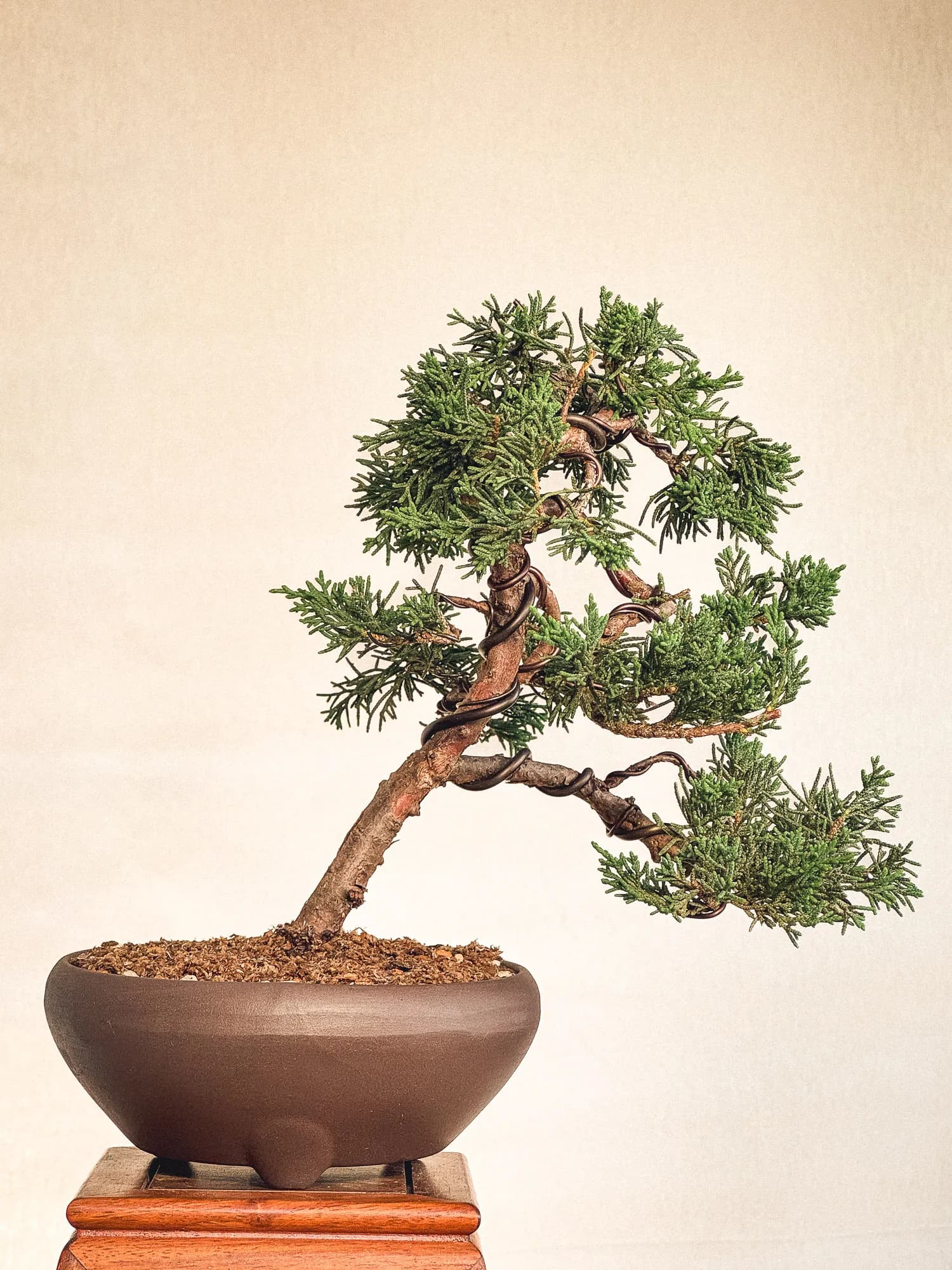 Mon premier bonsai n°13 - Vue 1